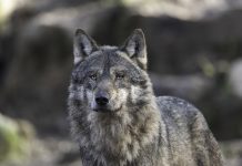 WINTER WOLF HUNT ESSENTIALLY CANCELED