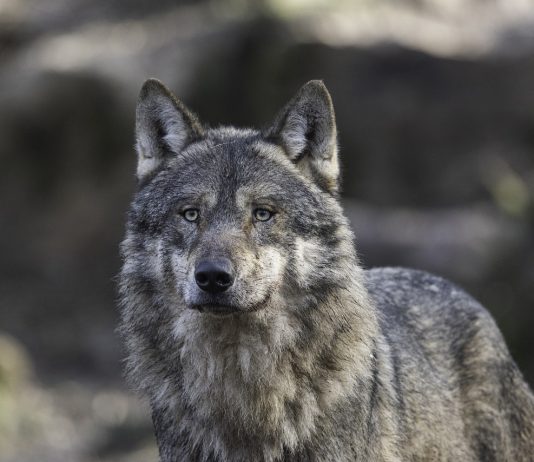 WINTER WOLF HUNT ESSENTIALLY CANCELED