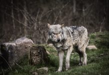 GREY WOLF BITES DOG IN MICHIGAN'S UPPER PENINSULA