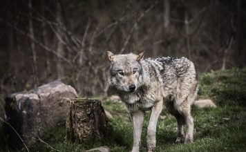 GREY WOLF BITES DOG IN MICHIGAN'S UPPER PENINSULA