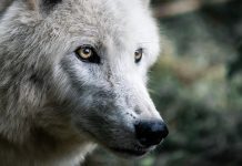 WOLF POPULATION MEETS ALL RECOVERY CRITERIA