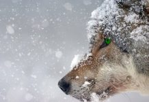NEW WOLF DEPREDATION IN COLORADO
