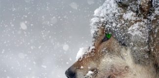 NEW WOLF DEPREDATION IN COLORADO