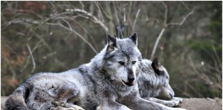 WOLF HARVEST NUMBERS DECREASE FROM PREVIOUS YEARS