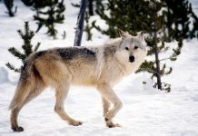 WOLF POPULATION IN IDAHO REMAINS STABLE