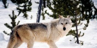 WOLF POPULATION IN IDAHO REMAINS STABLE