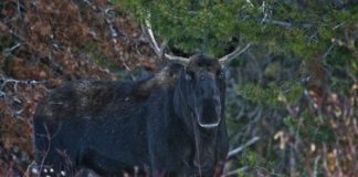 Wyoming Bull Moose
