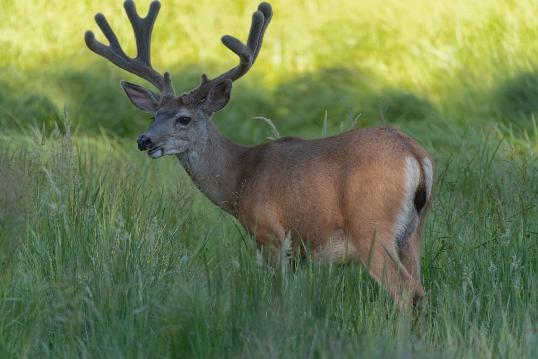 WYOMING FINDS CWD IN NEW AREAS