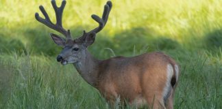 WYOMING FINDS CWD IN NEW AREAS
