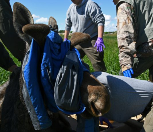 TWO YEARLING MOOSE CAPTURED IN TWIN FALLS