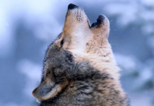 WISCONSIN SENATORS LOOK TO REVERSE WOLF PROTECTIONS