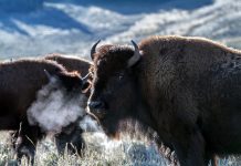 YELLOWSTONE REPORTS LOW BISON HARVEST