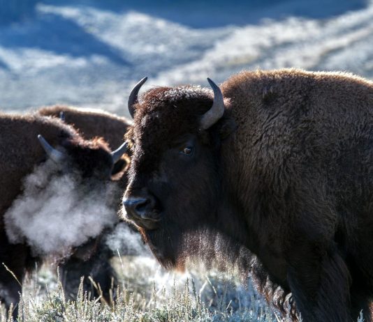 YELLOWSTONE REPORTS LOW BISON HARVEST