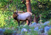 BULL ELK FOUND HEADLESS AND LEFT TO WASTE