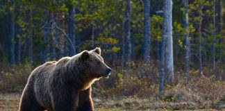 NORTH FORK GRIZZLY EUTHANIZED
