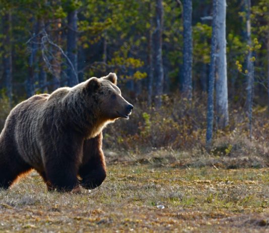 NORTH FORK GRIZZLY EUTHANIZED