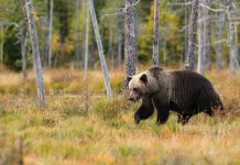 TWO GRIZZLY BEARS EUTHANIZED IN ONE WEEK