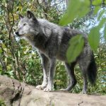 MONTANA WOLF NUMBERS STABLE
