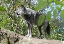 MONTANA WOLF NUMBERS STABLE